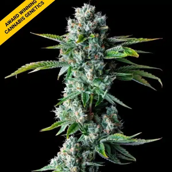 DNA GENETICS SKYWALKER KUSH REG CANNABIS SEEDS