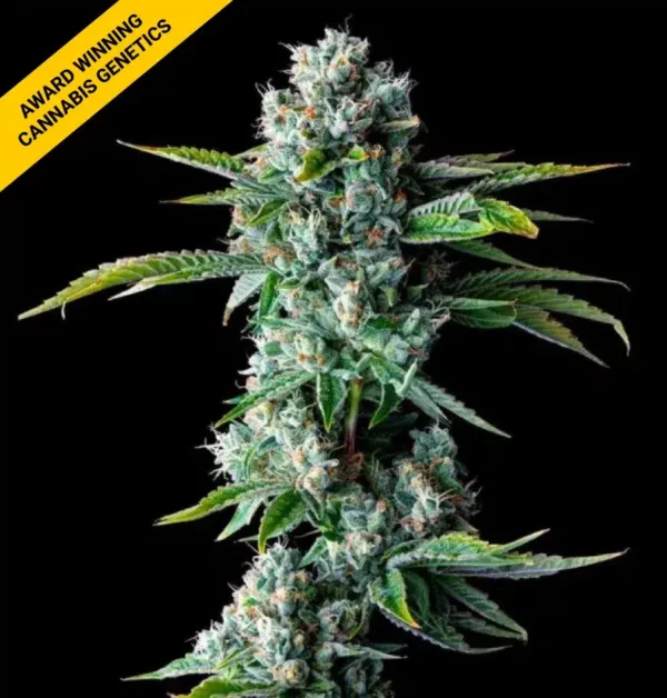 DNA GENETICS SKYWALKER KUSH REG CANNABIS SEEDS