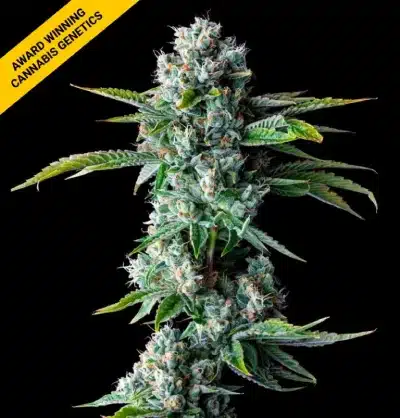 DNA GENETICS SKYWALKER KUSH AUTO CANNABIS SEEDS