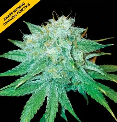 DNA GENETICS THE STINKING ROSE