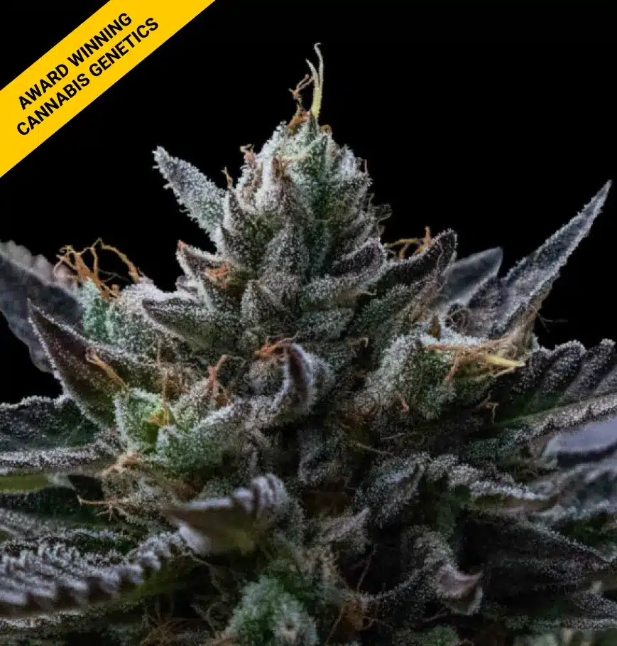 DNA GENETICS KOSHER KUSH DNA GENETICS KOSHER KUSH