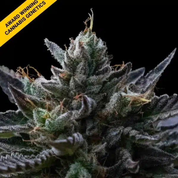 DNA GENETICS KOSHER KUSH