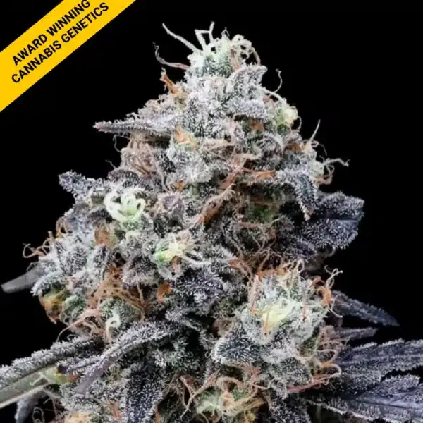 DNA GENETICS MACMELON