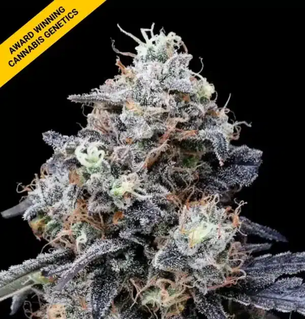 DNA GENETICS MACMELON