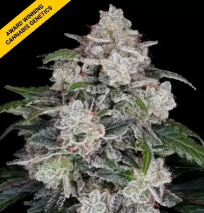 DNA GENETICS MAC N ME