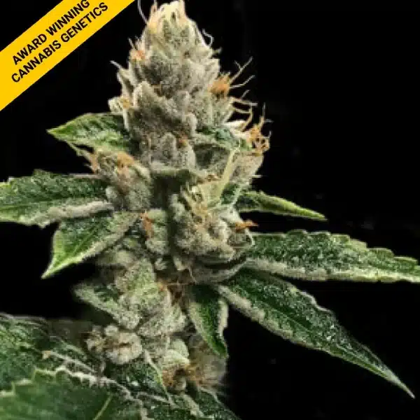 DNA GENETICS RICHARD PETTY