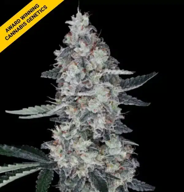 DNA GENETICS SEEDS WATERMELON MAN