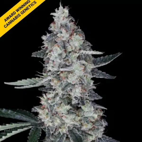 DNA GENETICS WATERMELON MAN AUTO CANNABIS SEEDS