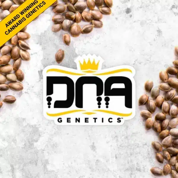 DNA GENETICS PATRICK SWAYZE AUTO CANNABIS SEEDS