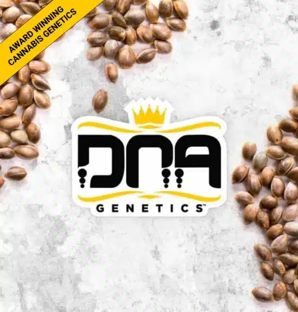 DNA GENETICS PATRICK SWAYZE AUTO CANNABIS SEEDS