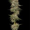 Epic Wholesale - Humboldt Seed Company