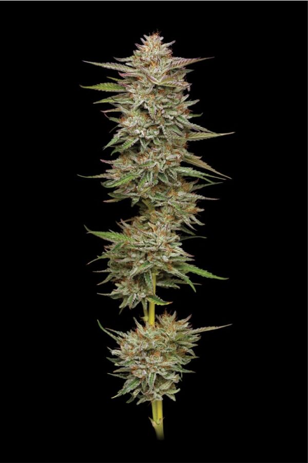 Epic Wholesale - Humboldt Seed Company