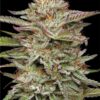 Epic Wholesale - Humboldt Seed Company