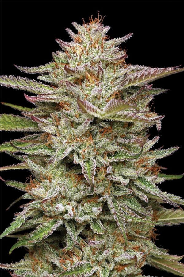 Epic Wholesale - Humboldt Seed Company